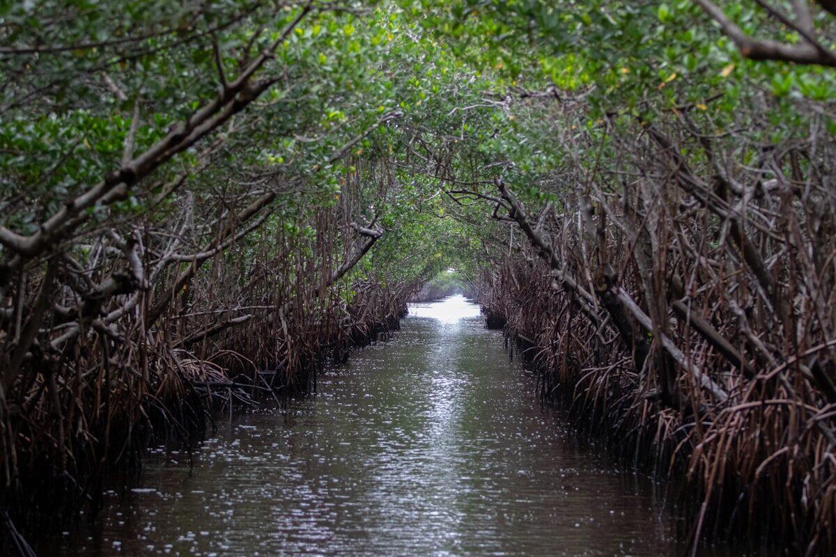 Florida Everglades subtropical wilderness, a UNESCO World Heritage Site